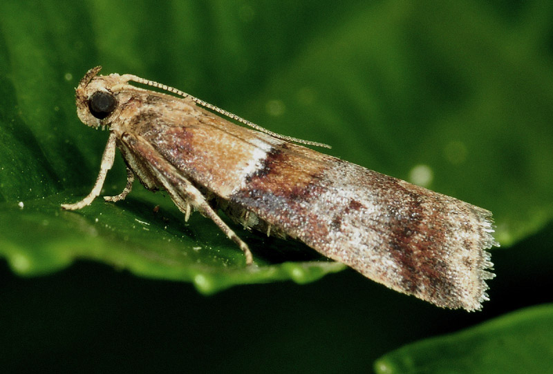 4 Pyralidae - Acrobasis repandana